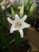 [3256 Castellani World B No101.JPG]